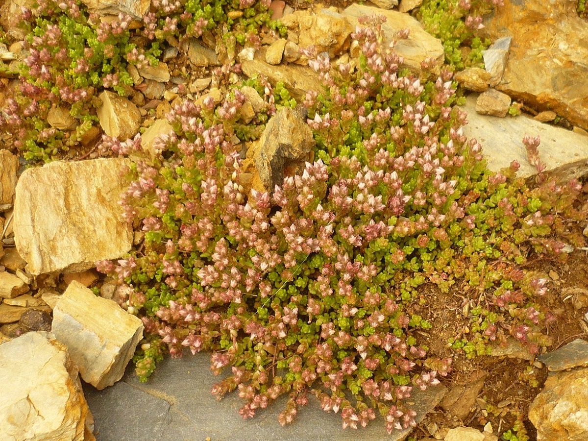 Sedum brevifolium (Crassulaceae)